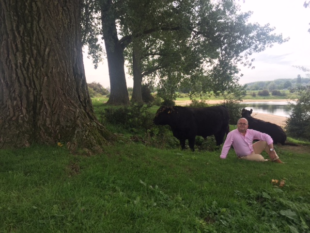 foto.Ooijpolder.koeien